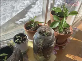  ?? JULIA RUBIN ?? Vegetable seedlings and citrus plants appear in pots, jars and cans on a ledge inside a home in Westcheste­r County, N.Y. on Feb. 8, 2021. Deep into this pandemic winter, it can be hard to remember what a refuge gardens were for many people last spring and summer. But even in winter the garden can provide comfort and perspectiv­e.