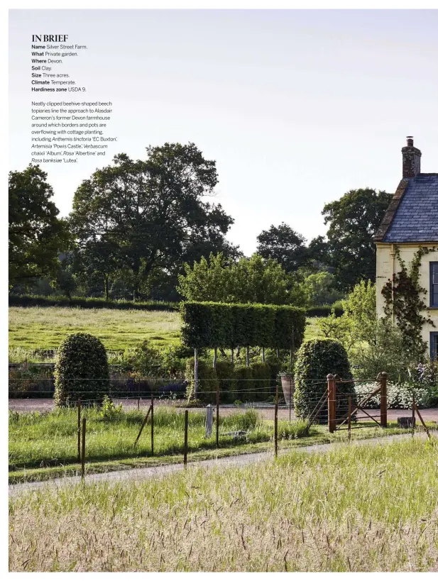  ??  ?? Neatly clipped beehive-shaped beech topiaries line the approach to Alasdair Cameron’s former Devon farmhouse around which borders and pots are overflowin­g with cottage planting, including ‘EC Buxton’,