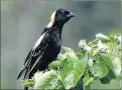  ?? BARBARA HALEY/SUBMITTED PHOTO ?? Bobolinks were spotted on July 6 by local birders.