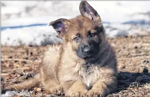  ?? SUBMITTED BY RCMP ?? Lola, one of the new puppies at the RCMP Police Dog Training Centre in Innisfail, Alta., was named by Alex Bernard of Kensington.