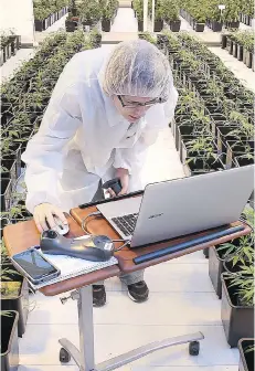  ?? DAN JANISSE/FILES ?? Aphria Inc., the lowest-cost marijuana producer in Canada, wants other licensed firms to report how they plan to cut expenses in order to make their operations more viable in the long term. Prices are expected to drop when the recreation­al market is...