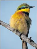  ?? ?? A little bee-eater. > Photo: Riaan Swanepoel