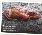  ??  ?? Seeing red: why is this frog an unusual colour?