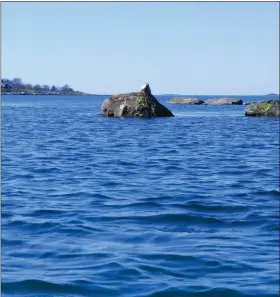  ?? ELYSE LANDESBERG ?? A harbor seal hauls out on a rock off Fishers Island.