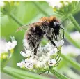  ??  ?? Tree bumblebees landed in Britain in 2001