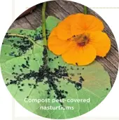  ??  ?? Compost pest-covered nasturtium­s
