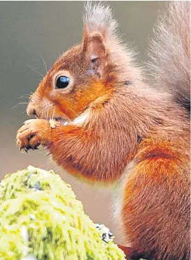  ??  ?? Three quarters of Britain’s population of red squirrels are to be found in Scotland, but numbers are dwindling.