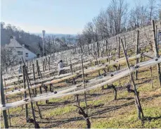  ?? FOTO: JOHANN STROH ?? Bald grünt es wieder auf dem Weinberg Rauenegg.