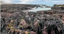  ?? PHOTO: TREVOR BURKHART ?? Fish, paua, seaweed and crayfish all flounder above the tide line immediatel­y following the November 14 earthquake.