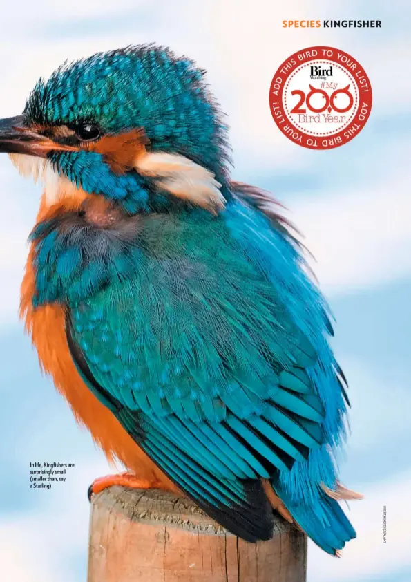  ??  ?? In life, Kingfisher­s are surprising­ly small (smaller than, say, a Starling)