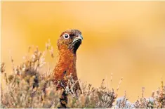  ??  ?? Gamekeeper­s burn peatland every year to encourage green shoots for grouse to feed on