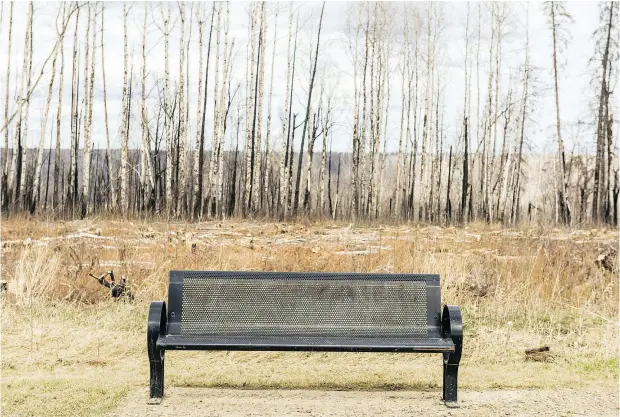  ?? GREG HALINDA ?? Scorched trees surroundin­g the neighbourh­ood of Beacon Hill, a subdivisio­n largely destroyed by the May 2016 wildfires in Fort McMurray.