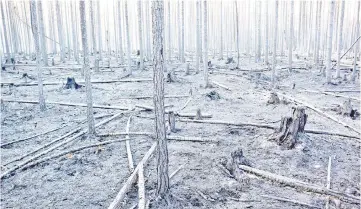  ??  ?? General view of a forest after one of the major wildfires in Angra, Ljusdal municipali­ty, Sweden. — Reuters photo