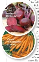  ??  ?? Carrot ‘Amsterdam Forcing’