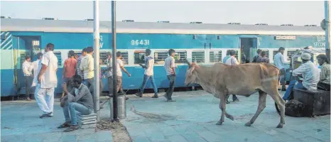  ?? FOTOS: MICHAEL SCHEYER ?? Niemand wundert sich, wenn in Indien auch mal eine Kuh am Bahnsteig steht.