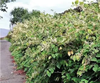  ??  ?? Invasive Japanese knotweed in the Welsh countrysid­e – it can grow up to 20cm a day.