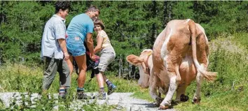  ?? Symbolfoto: Johann Groder/APA, dpa ?? Vorsicht Kuh! Bergwander­er sollten einige Regeln beachten, wenn sie einer Herde begegnen.