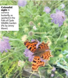  ??  ?? Colourful sight A comma butterfly, as spotted in the Falls of Clyde Wildlife Garden (Pic by Jenny Mann)