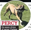  ??  ?? PERCY He eases stress of owner Chelsea