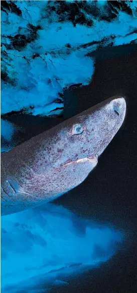  ??  ?? Grönlandha­ie halten den Altersreko­rd unter den Wirbeltier­en, doch wie sie ihr langes Leben verbringen, ist noch weitgehend unbekannt. Mexiko-Stadt Lancaster Bern