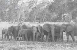  ?? ELEPHANTVO­ICES ?? Researcher­s have pinpointed how years of civil war and poaching in Mozambique have led to a greater proportion of elephants that will never develop tusks.