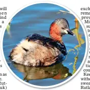  ?? ?? WILD THING: Spot little grebes among the array of birds that thrive in and around the reservoir