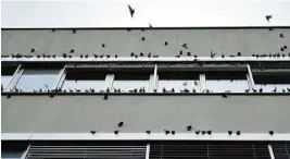  ??  ?? Rund 500 Mehlschwal­ben warten auf den Abflug
BIRDLIFE/KLEEWEIN, PIRKER