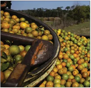  ?? (Bloomberg/Eva Marie Uzcategui) ?? A truck is loaded with oranges during a harvest in Avon Park, Florida.