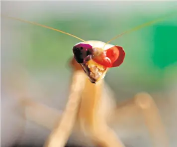  ??  ?? A praying mantis fitted with miniature 3D glasses, glued on with beeswax, in a research facility at Newcastle University