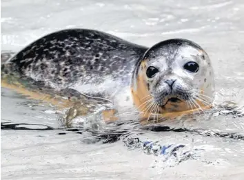  ?? Foto: Fred Schöllhorn ?? Der Augsburger Zoo ist finanziell ins Schwimmen geraten. Was tun?