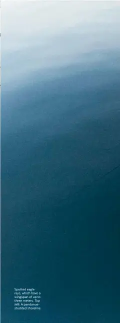  ??  ?? Spotted eagle rays, which have a wingspan of up to three meters. Top left: A pandanusst­udded shoreline.