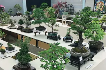  ??  ?? An impressive array of Bonsai was on display including a range of evergreen, deciduous and natives.