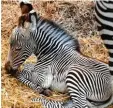  ?? Foto: Silvio Wyszengrad ?? Erst ein paar Wochen ist dieses Zebra fohlen alt.