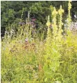  ?? FOTO: RIEGER HOFMANN GMBH ?? Blühwiesen sind für den Erhalt und die Förderung der Artenvielf­alt essentiell.