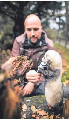  ??  ?? Der Leiter des Düsseldorf­er Wildparks, Björn Porsche, füttert Frettchen Tico mit einer Lachspaste aus der Tube.