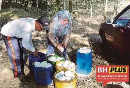  ?? [FOTO ABNOR HAMIZAM ABD MANAP/BH] ?? Mak Mah bersama suami mengasing getah sekerap hasil torehan dari ladang getah mereka di FELDA Jelai Empat.