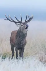  ??  ?? A red deer ( Cervus elaphus) stag