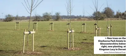  ?? James Dobson/National Trust ?? New trees on the Sherborne Park Estate in Gloucester­shire; below right, new planting at Kingston Lacy in Dorset