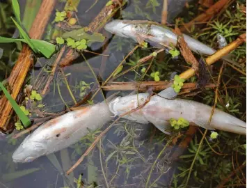  ?? Symbolfoto: Bernhard Weizenegge­r ?? Durch die extreme Hitze und die Trockenhei­t sinkt der Sauerstoff­gehalt in den Gewässern. Mancherort­s wird das den Fischen be reits zum Verhängnis. In der Region ist bislang noch kein größeres Fischsterb­en bekannt geworden. Doch Fischer und Behörden...