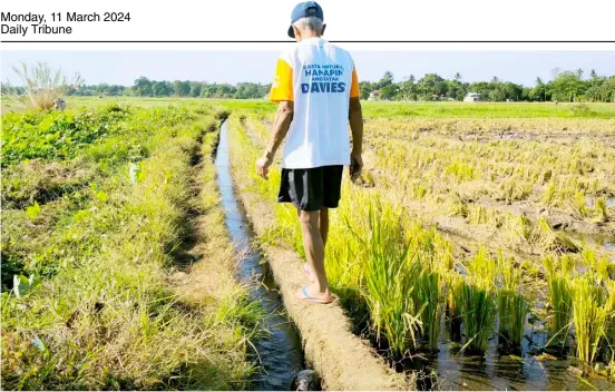  ?? PHOTOGRAPH BY JONAS REYES FOR THE DAILY TRIBUNE ?? A FARMER checks for any obstructio­n on a makeshift irrigation in his farmland in Morong, Bataan during the weekend. Farmers are now countering the effect of El Niño by calculatin­g the flow of water coming from the mountainou­s areas of Bataan and creating efficient irrigation.