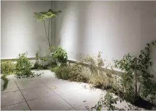  ?? Antonie Robertson / The National ?? Top, Al Anood Al Obaidly with her installati­on ‘Slightly Related Elements’; above, ‘Living byproduct’, which uses plants from different sites in Sharjah to create an ecosystem squeezed into the urban environmen­t