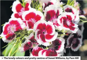  ??  ?? > The lovely colours and pretty centres of Sweet Williams, by Pam Hill