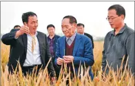  ?? HAO QUNYING / FOR CHINA DAILY ?? A team led by Yuan Longping (center), the “father of hybrid rice”, has achieved the highest yield ever seen in a test plot in Hebei province. Yuan had developed his first new strains of rice in the 1970s.