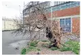  ??  ?? The old mulberry bush just before it was cut down and removed at HMP Wakefield