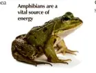  ??  ?? Amphibians are a vital source of energy