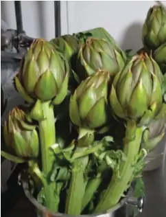  ?? ?? Purple and green artichokes in all their beauty