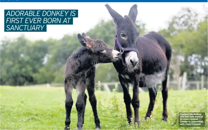  ??  ?? Custard the donkey, who has been born at Bryson’s Animal Shelter in Gateshead, with mum Crumble