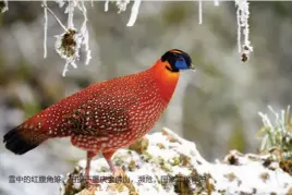  ??  ?? 雪中的红腹角雉，拍摄于重庆金佛山，濒危，国家二级保护