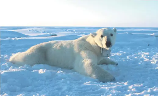  ?? – Archives ?? Un ours polaire muni d’un collier émetteur se repose sur la banquise, dans la mer de Beaufort.