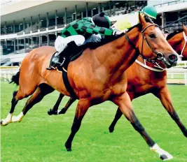  ?? Picture: JC Photograph­ics ?? ABILITY: Bartholdi, who runs in Race 2 at Turffontei­n today, is Muzi Yeni's best bet on the card.